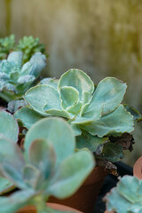 Echeveria Laui Succulent with Powdery Blue Leaves in Natural Sunlight