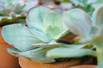 Echeveria Laui Succulent with Powdery Blue Leaves in Natural Sunlight
