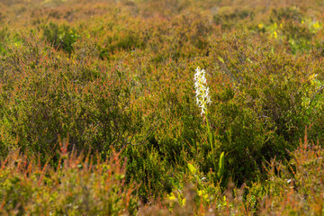 Dense juniper bushes surround a single delicate Platanthera bifolia flower, highlighting the...