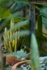 Peruvian Apple Cactus fern with Tall Columnar Stems and Ribbed Texture in Outdoor Garden 