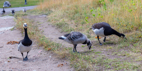 Wild Canadian gees family grazing on green grass in natural habitat. Fluffy young bird feeding...