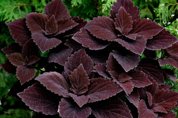 Plectranthus scutellarioides, coleus or in latin Coleus in the botanical garden