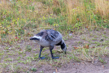 Wild Canadian gosling grazing on green grass in natural habitat. Fluffy young bird feeding...