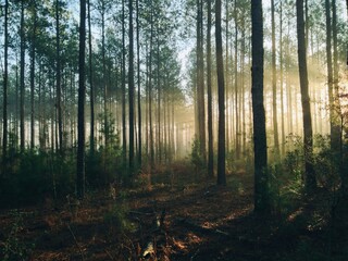 morning in the woods