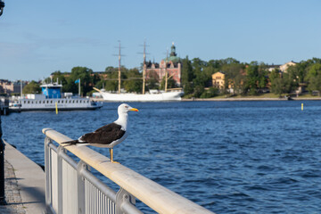 A seagull perches calmly on a bridge railing under bright sunlight in an urban setting. This scene...