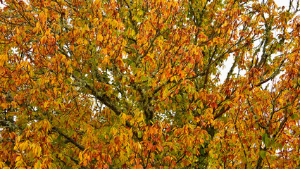 Trees covered in lichen and ochre leaves in autumn 