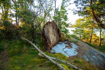 Pine tree fallen sideways on bare rock in Finland, revealing its shallow root system that grew on...