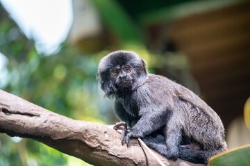 Black Goeldi's tamarin monkey sitting on a branch
