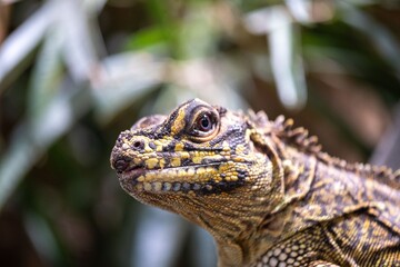 Sailfin Lizard with detailed scales and vibrant colors