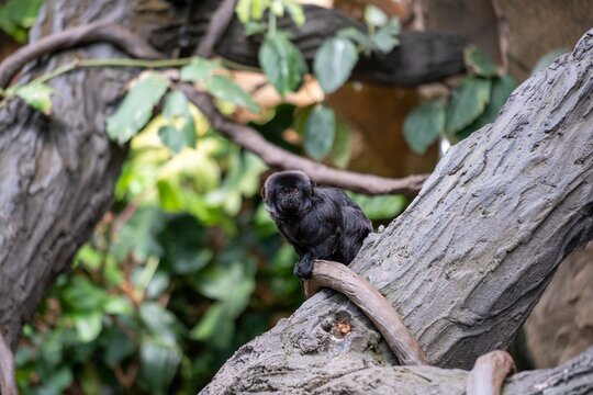 Goeldi's monkey perched on a tree branch