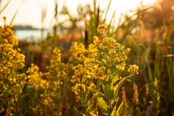 Wild St. John's Wort flowers blooming at sunset in the Finnish archipelago. A symbolic scene of...