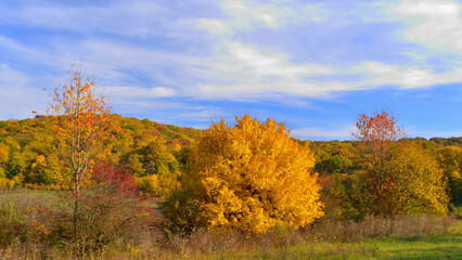Fototapeta premium Autumn golds and ochres under a blue sky with altostratus clouds