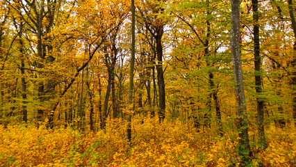 Beech forest and low vegetation with autumn colours