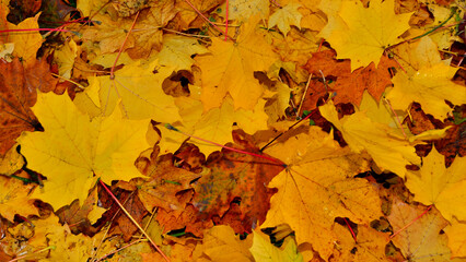 Carpet of yellow and brown leaves fallen in autumn