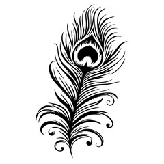 Peacock feather silhouette © Breck