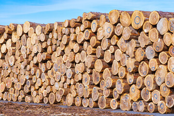 青空の下に積み上げられた丸太の山と木材の断面