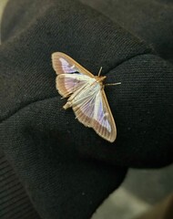 Close up of small moth with iridescent wings resting on black fabric. 