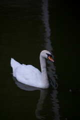 Obraz premium swan on the water