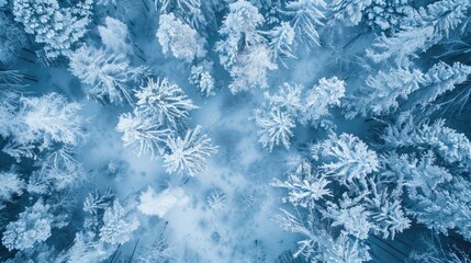 Drone photo of snow covered evergreen trees after a winter blizzard in Lithuania. aerial view of forest trees in winter ,scenic ,drone view panoramic, Natural background. View from the height