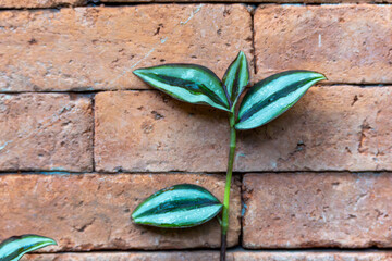 Tradescantia zebrina Spinach. The characteristic spider plant displays its green-silver, striped...