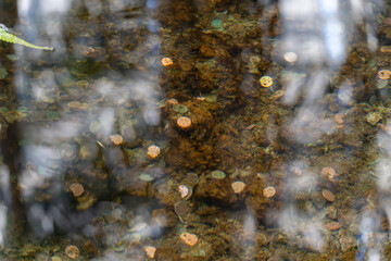 Wishing Well with Coins. Numerous coins lie on the ground in a clear pool of water. The wishing well mysteriously reflects the light.