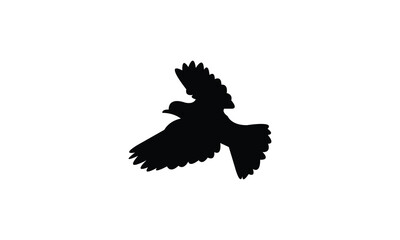 Flying American robin bird Silhouette Design  And Vector Illustration. 