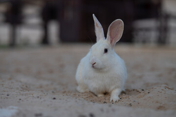 rabbit, animal, bunny, isolated, pet, fluffy, easter, fur, mammal, white, pets, hare, small, cute, domestic, farm, furry, ears, brown, animals, one, young, little, grey, rodent