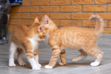 There are two adorable orange and white kittens standing side by side