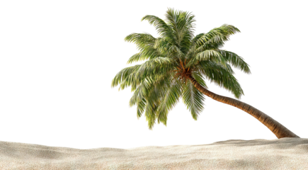 Tropical palm tree on sandy beach, isolated on transparent cutout background