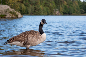 Obraz premium A beautiful Canada goose (Branta canadensis) is seen swimming in a serene lake, surrounded by water. The bird is captured in its natural habitat, with a calm and peaceful atmosphere.