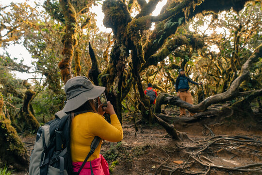 rainforest near mount pulag, Philippines