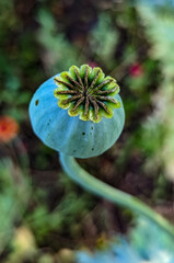 poppy seed head in the garden
