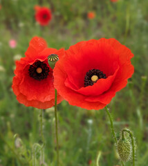 red poppy flower red poppy flowers in the meadow
