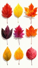 Fototapeta premium Colorful autumn leaves display showcasing various species and vibrant hues during fall season