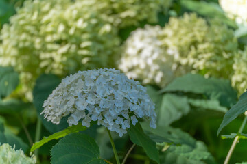 Snowball Hydrangea Hydrangea arborescens Annabelle. Large, white flower clusters of the snowball...