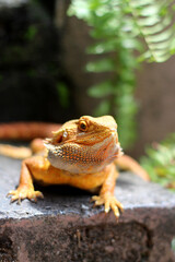 Bearded dragon lizard on Natural Habitat ,(Pogona vitticeps), Australian Bearded Dragon,Close up photo of bearded dragon eating vegetables and worm
