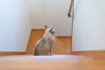 階段で座っている可愛い猫　シャムトラ猫	