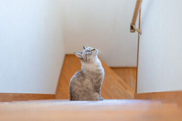 階段で座っている可愛い猫　シャムトラ猫	