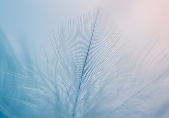 Soft Blue and Pink Feather, Delicate Textures, Abstract Background, Nature's Beauty, Subtle Tones.