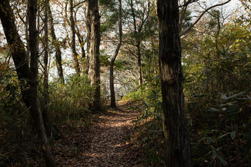 森を抜けると展望台