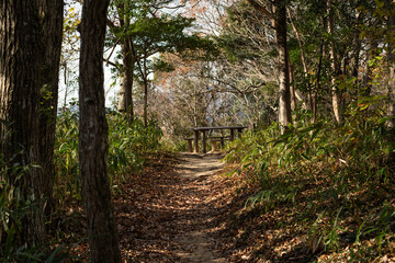 森を抜けると展望台