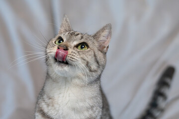 見つめる可愛い猫　サバトラ猫