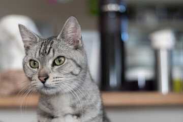 見つめる可愛い猫　サバトラ猫