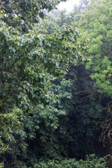 A thick and dense forest filled with numerous trees and lush leaves