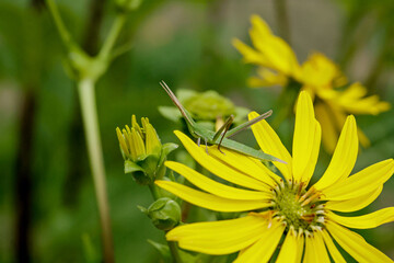 Green insect Acrida ungarica sits on the Silphium perfoliatum on a sunny day. Selective focus
