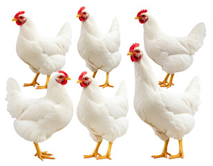 Fototapeta premium white chicken and red chicken