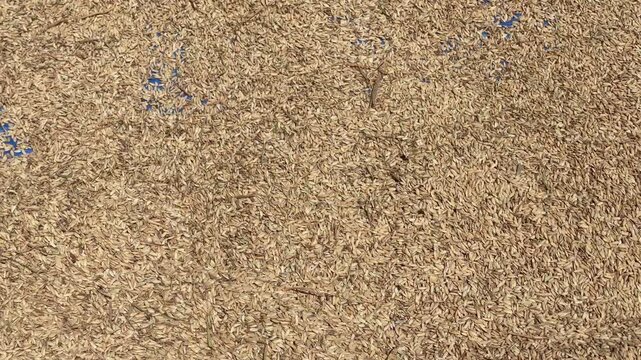 texture of rice being dried under the hot sun