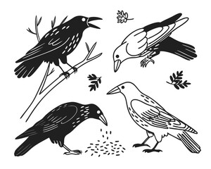 Vector art of a collection of four stylized crow and raven illustrations in various poses, isolated on a white background