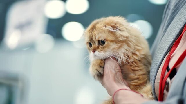 Veterinarian holding a scottish fold cat during a pet exhibition