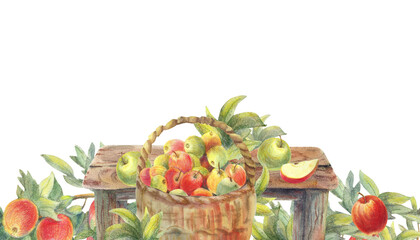 Big wicker basket with green, red apples. Branch with ripe fruits green leaves, wooden rustic brown table. Watercolor isolated illustration for cooking book menu, banners, cards, clip art